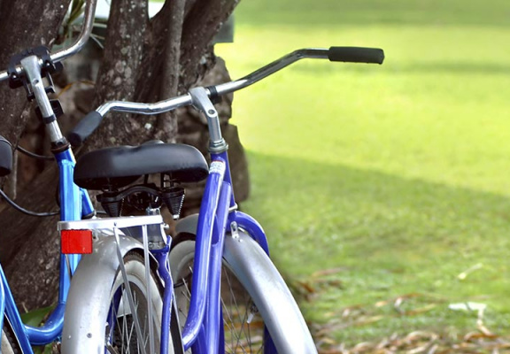 Two bicycles leaning against a large tree trunk.